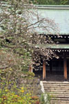 龍宝寺・冬桜