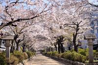 鶴岡八幡宮：段葛