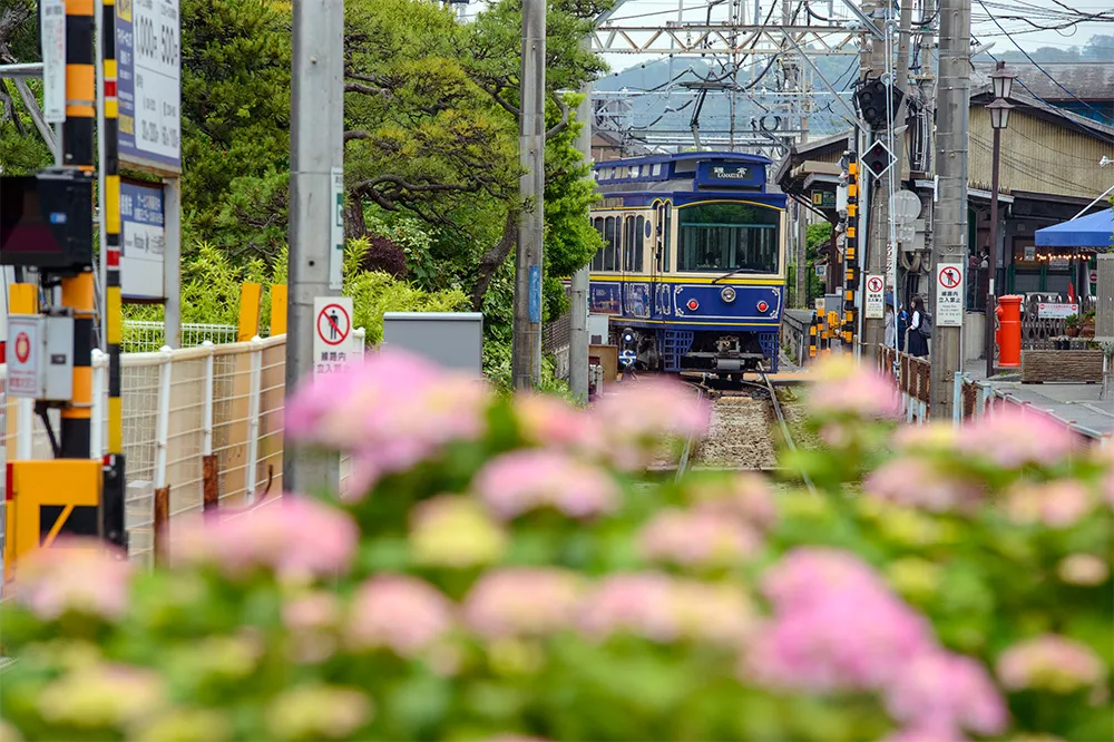 紫陽花をかすめて走る