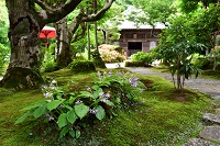 海蔵寺・イワタバコ咲く庭園