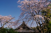 安国論寺・本堂と枝垂れ桜